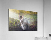 A little kitten is looking straight into your eye Acrylic Print