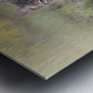 A little kitten is looking straight into your eye Metal print