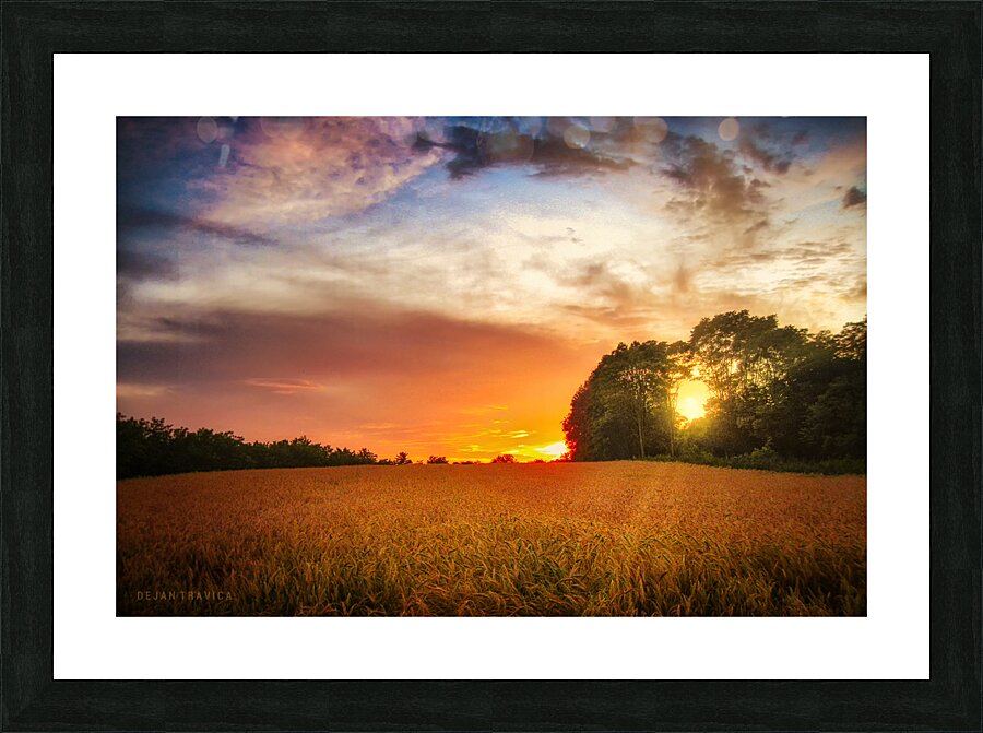 Wheat field at sunset Picture Frame print