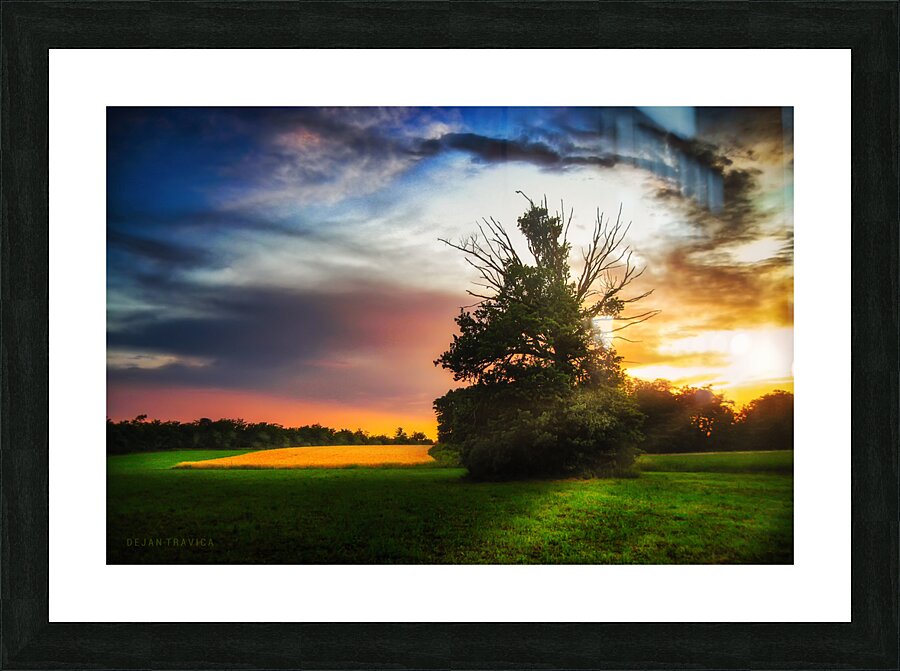 Lonely tree at sunset Picture Frame print