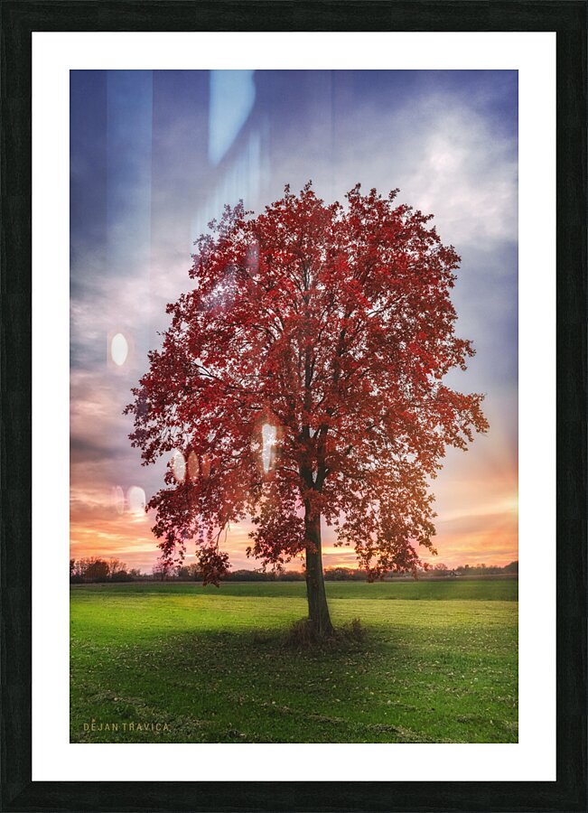 Lonely red tree Picture Frame print
