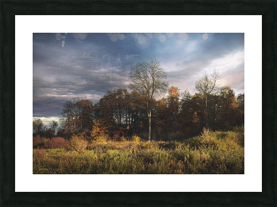 A small forest in the fall Picture Frame print