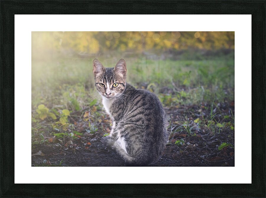A little kitten is looking straight into your eye Picture Frame print
