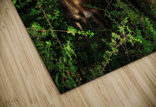 Doe in the bushes Dejan Travica puzzle