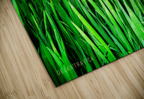 Wheat field Dejan Travica puzzle