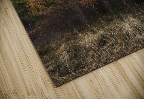 Meet the autumn Dejan Travica puzzle