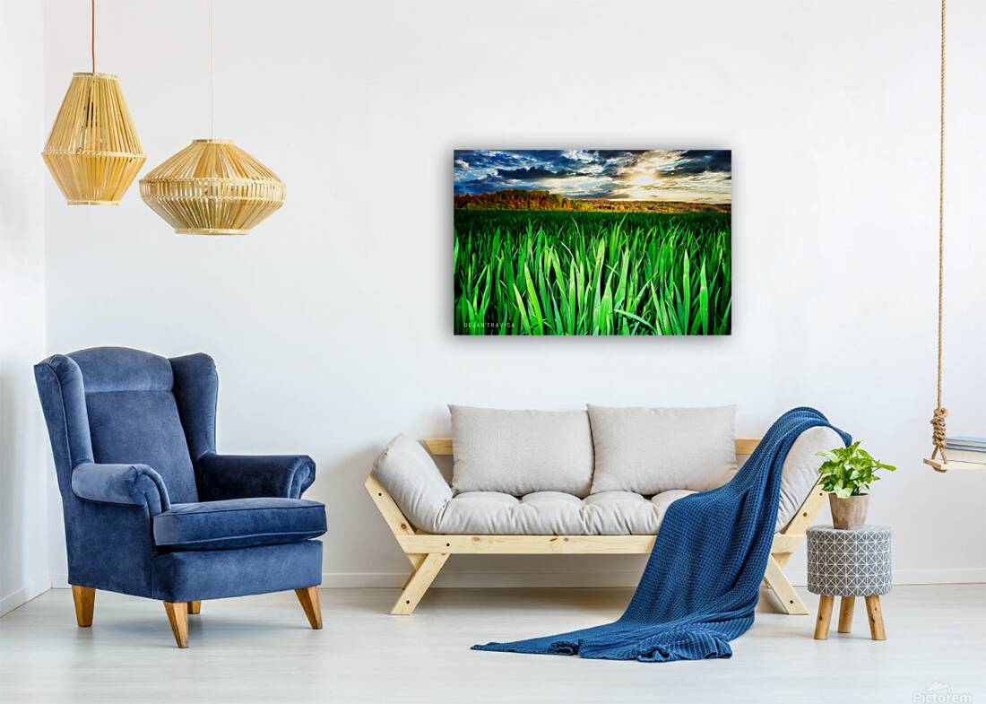 Wheat field Reproduction