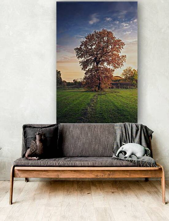 Golden oak tree in the autumn field by Dejan Travica