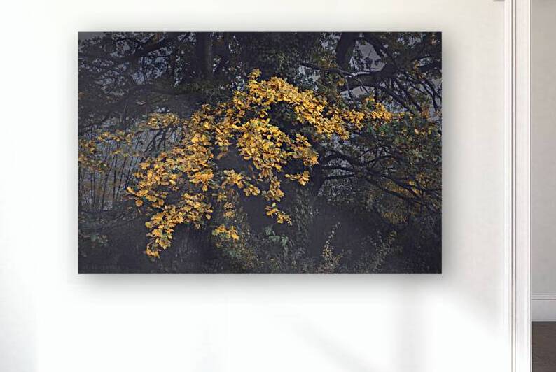 The old oak glows in the darkness by Dejan Travica