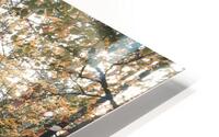 Graceful forest dance HD Metal print