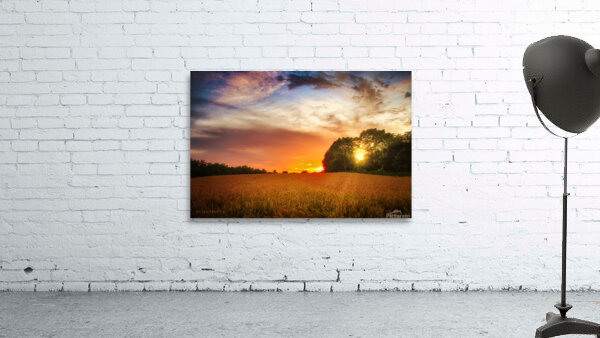 Wheat field at sunset Wall Preview