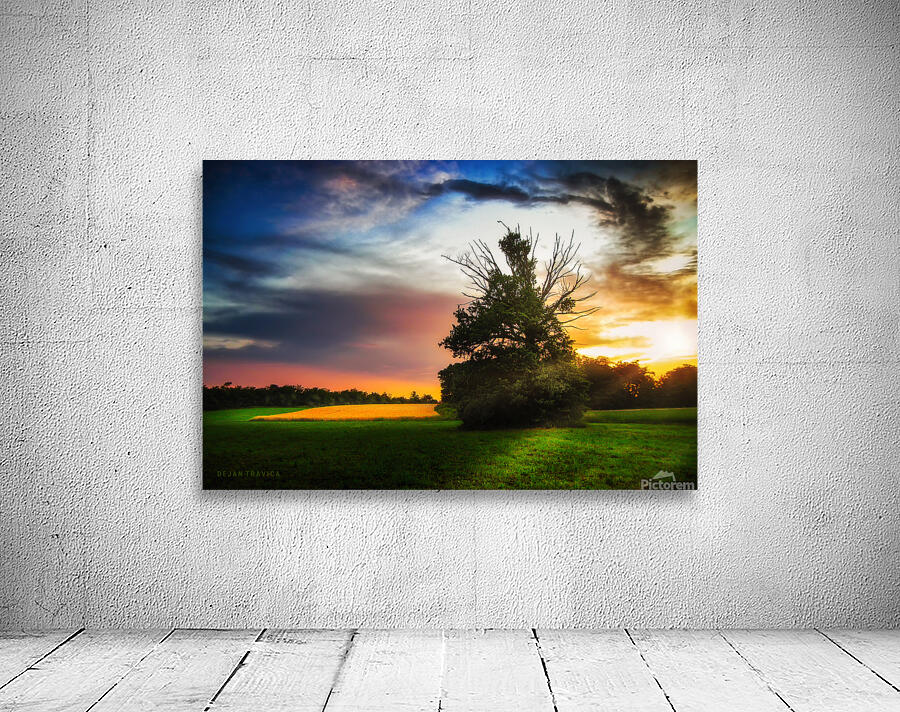Lonely tree at sunset Wall Preview