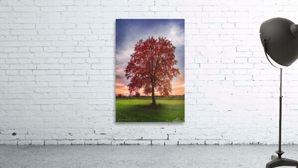 Lonely red tree Wall Preview