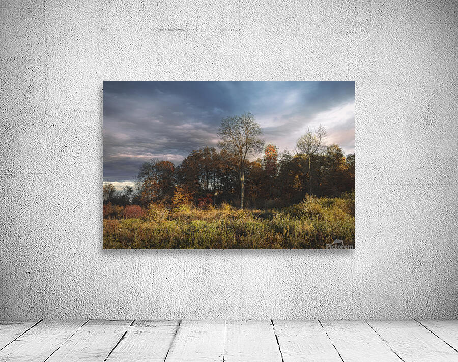 A small forest in the fall Wall Preview