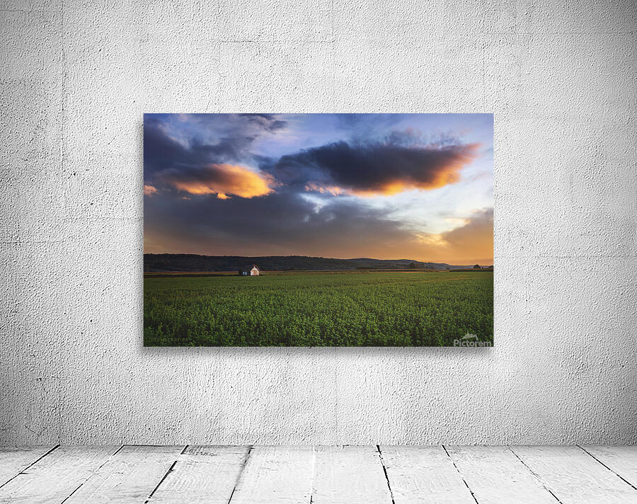 Clover field at sunset Wall Preview