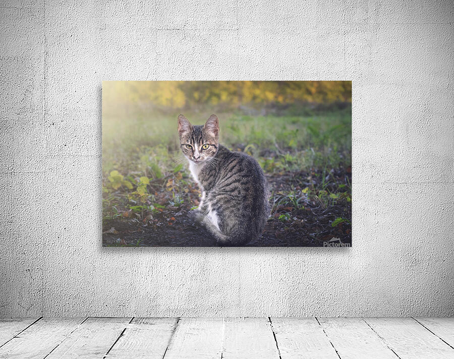 A little kitten is looking straight into your eye Wall Preview