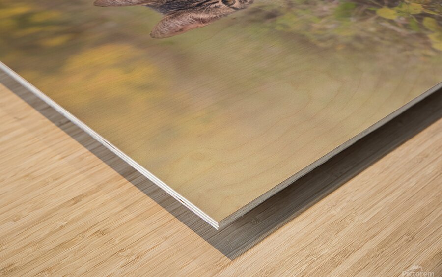 A little kitten is looking straight into your eye Wood print