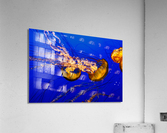 Monterey Jellyfish Acrylic Print