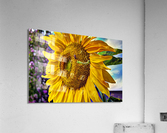 Sunflower Creative Acrylic Print