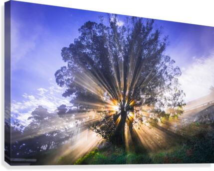 Rays of Light Canvas Print