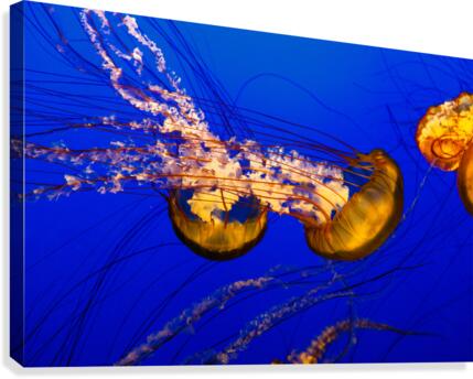 Monterey Jellyfish Canvas Print