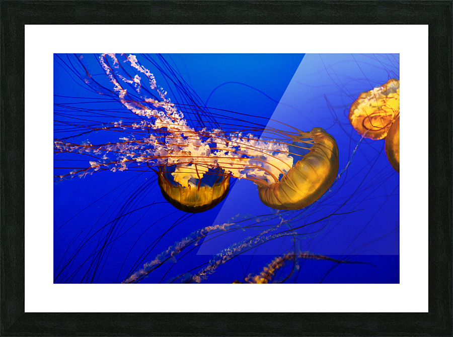Monterey Jellyfish Picture Frame print