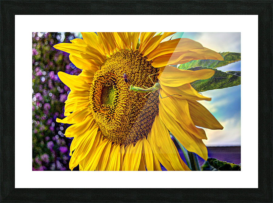 Sunflower Creative Picture Frame print