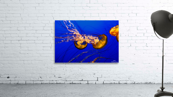 Monterey Jellyfish Wall Preview