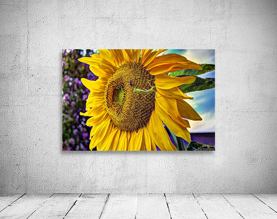 Sunflower Creative Wall Preview