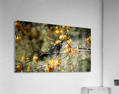 Kowhai Tui  Acrylic Print