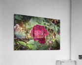 Wild Flower Acrylic Print