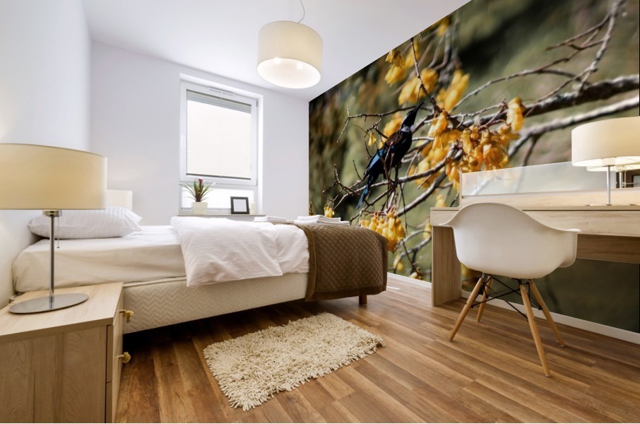 Kowhai Tui  Mural print