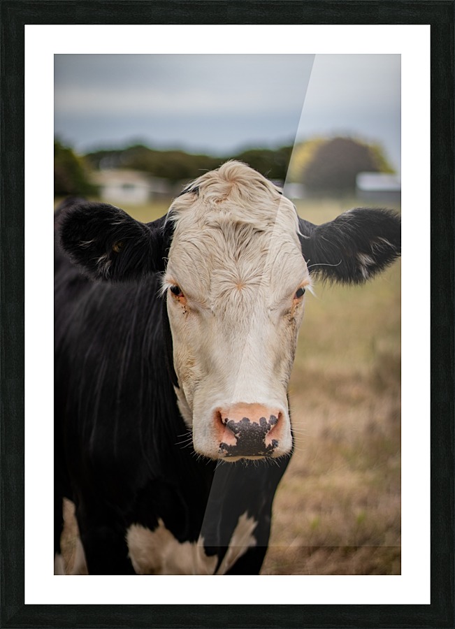Moo Picture Frame print
