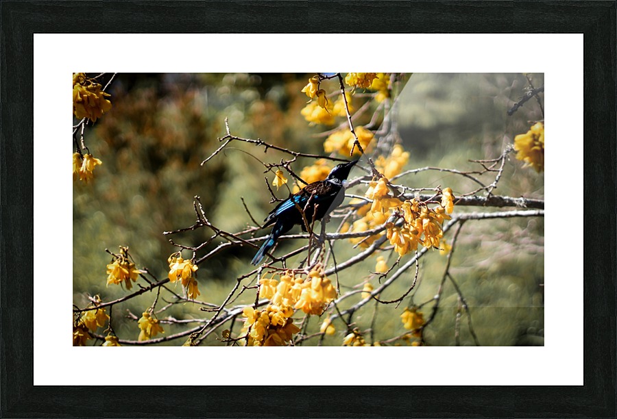 Kowhai Tui  Picture Frame print