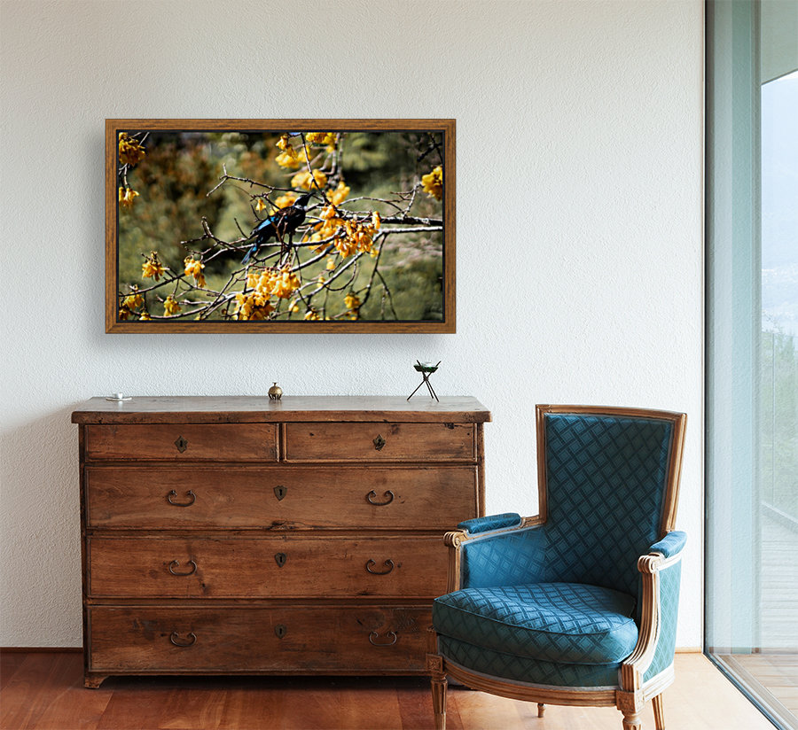 Kowhai Tui  Reproduction