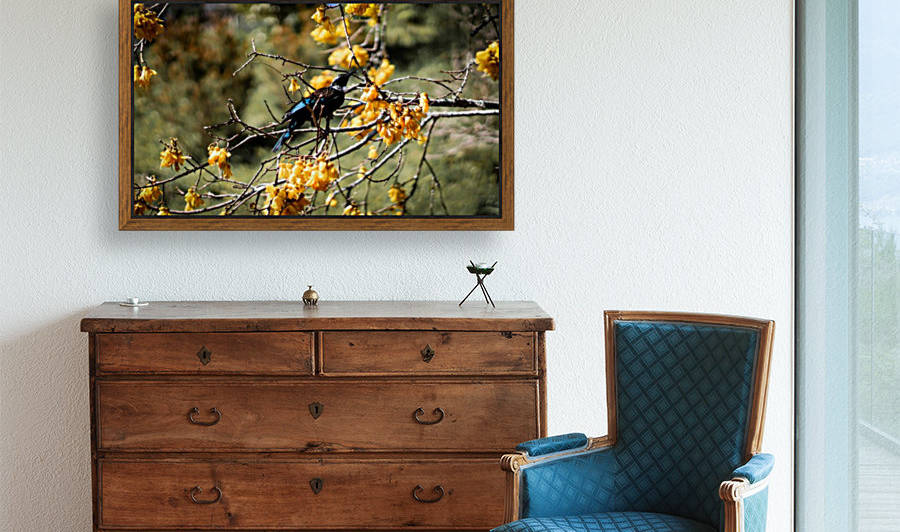 Kowhai Tui  by Chloe Denise 