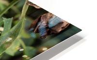 Wild Flower HD Metal print