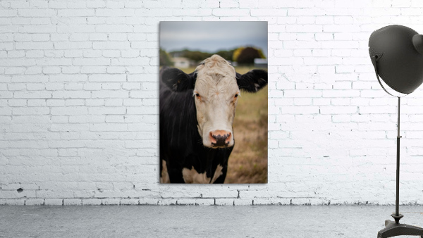 Moo Wall Preview