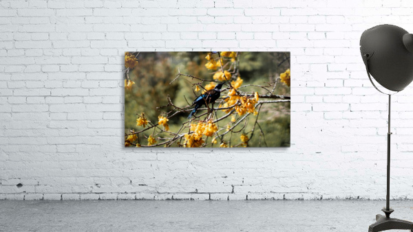 Kowhai Tui  Wall Preview