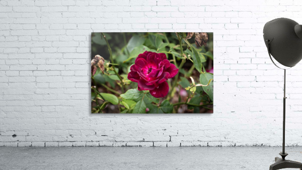 Wild Flower Wall Preview