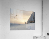 Winter fog flight Acrylic Print