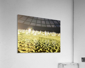 Sandy shore Acrylic Print