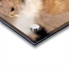 Prairie Dog  Acrylic print