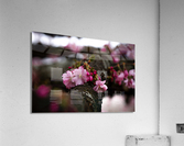 Flower Blossom Acrylic Print