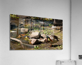 Duck Life Acrylic Print