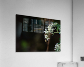Bee Life Acrylic Print