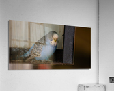 Resting Bird Acrylic Print