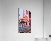 Flamingos Acrylic Print