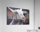 White Goat Acrylic Print