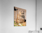 Prairie Dog  Acrylic Print
